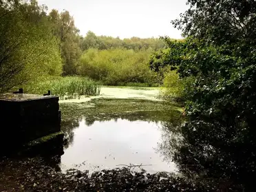My Favourite Cannock Chase Stepping Stones Walk Marvellous Middle England