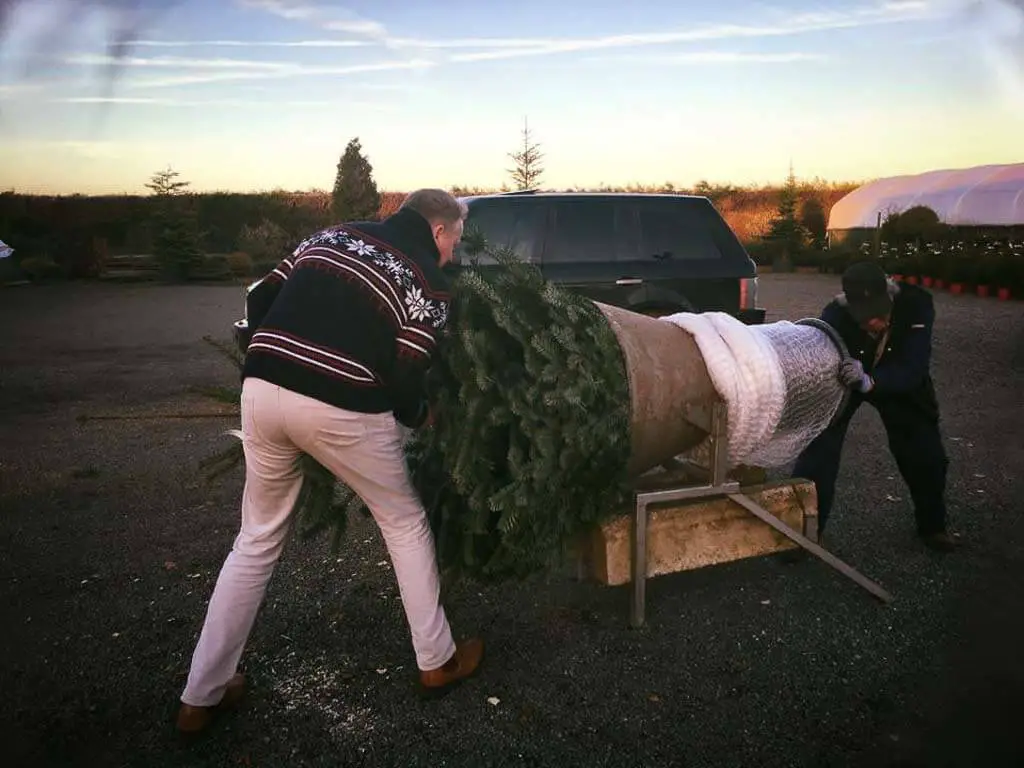 man packing up a fresh cut christmas tree