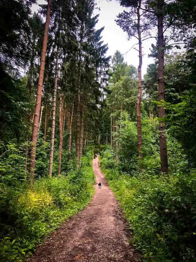 trail through a forest near yoxall