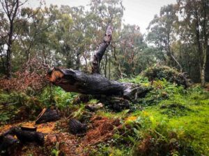 fallen tree on cannock chase in the rain