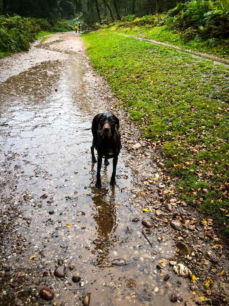 wet brown dog in the rain