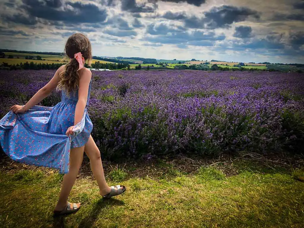 young girl in purple dress looking across vibrant fields of purple lavender