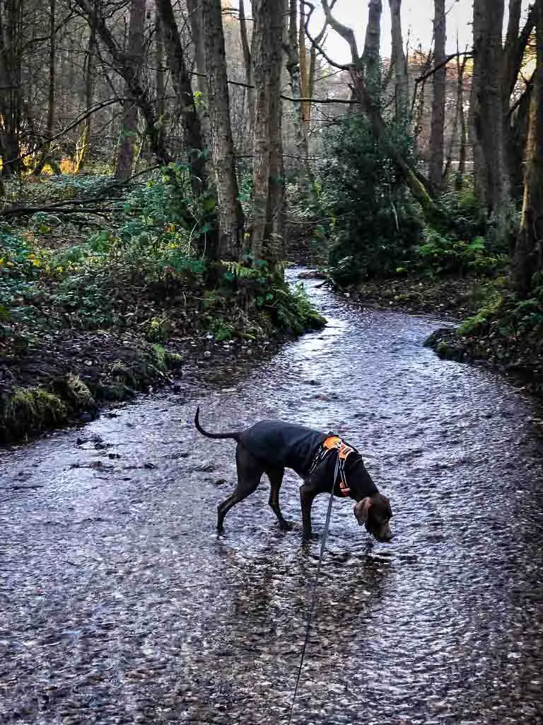 dog drinking from a stream