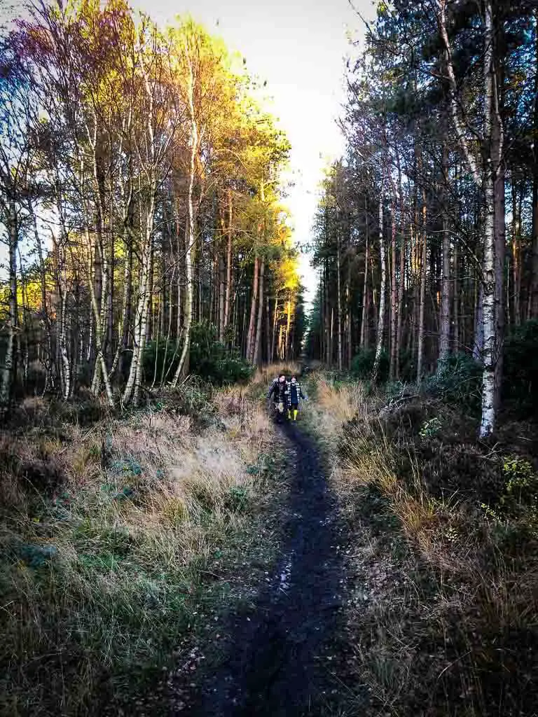 Take out treats and an invigorating walk from Fallow Forest, Cannock