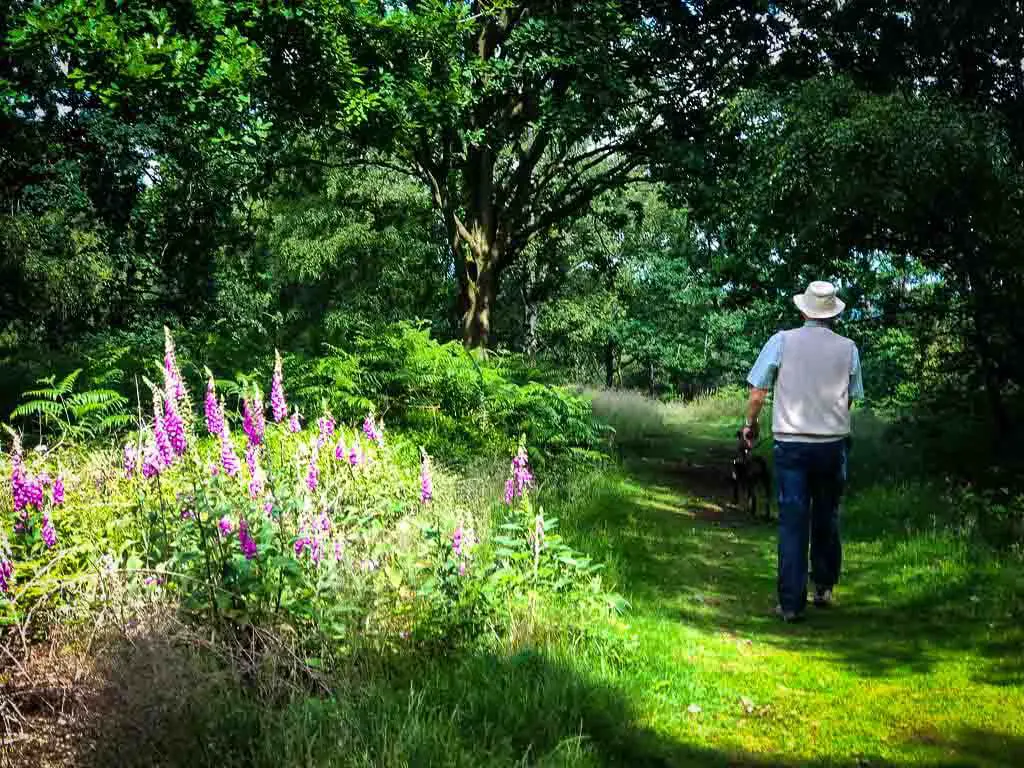 man in hat walking along a grass path next to purple fox glove flowers