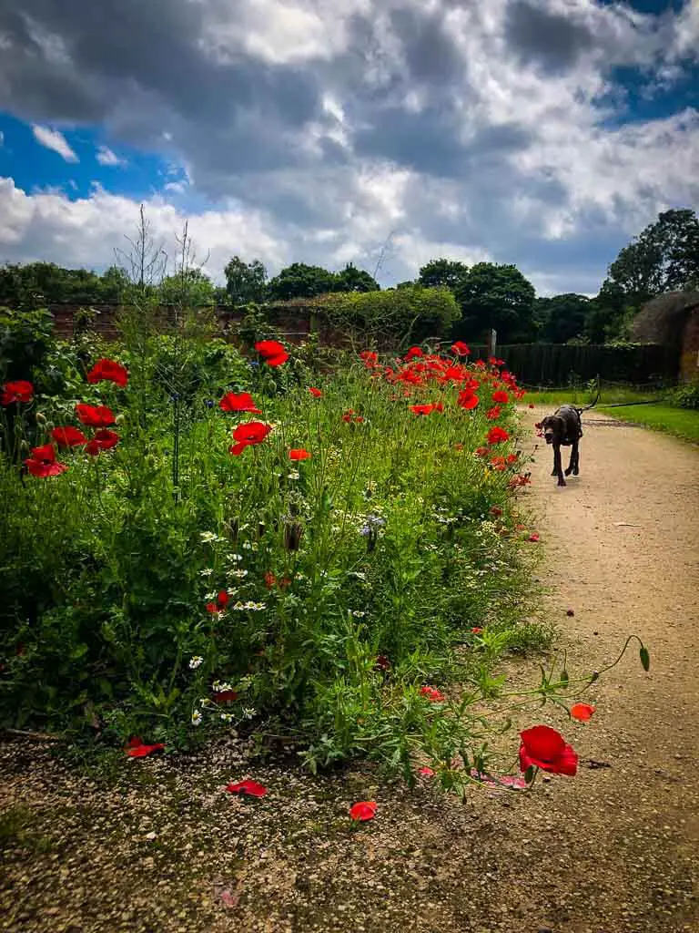 poppies in foreground with brown dog next to them