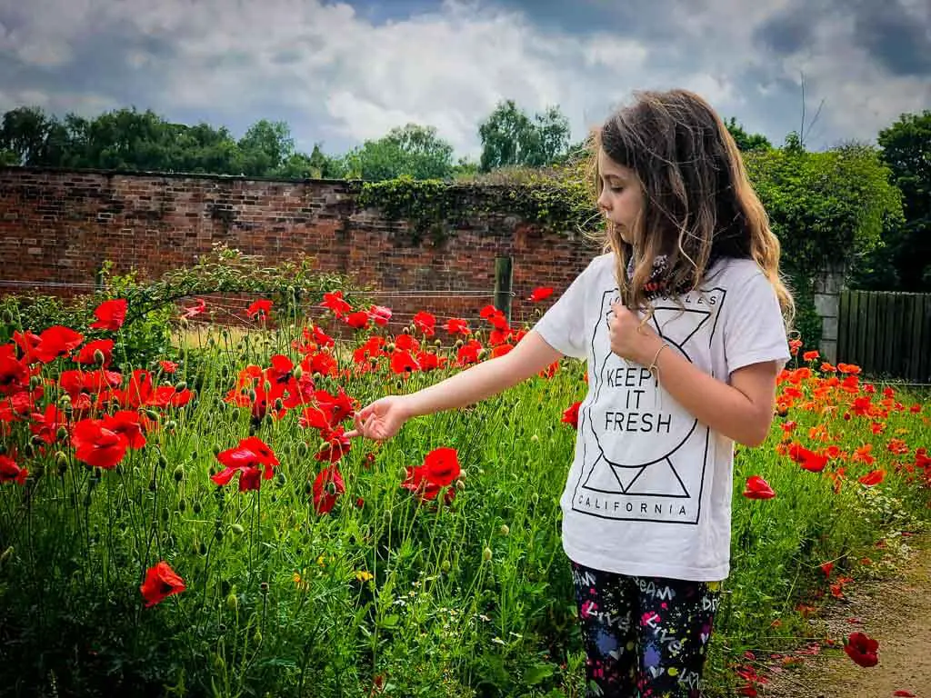 girl in white t-shirt and curly hair gently touching bright red poppies