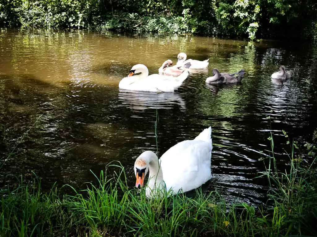 two grown white swans with there signets