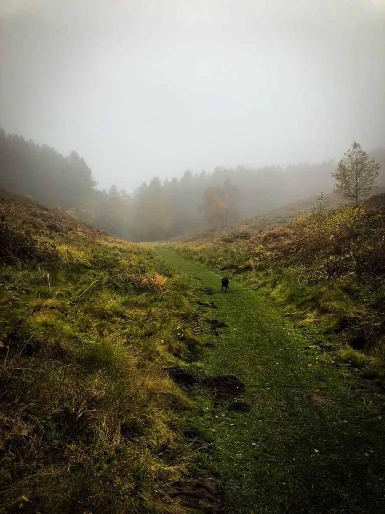 green hill path with a dog at the top, shrouded in mist