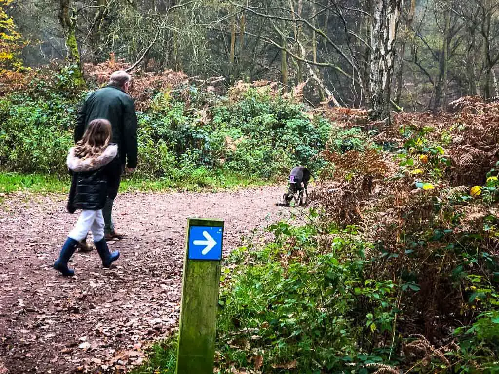 girl and her dad on an autumnal walk at cannock chase