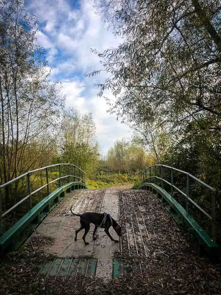 dog on green bridge