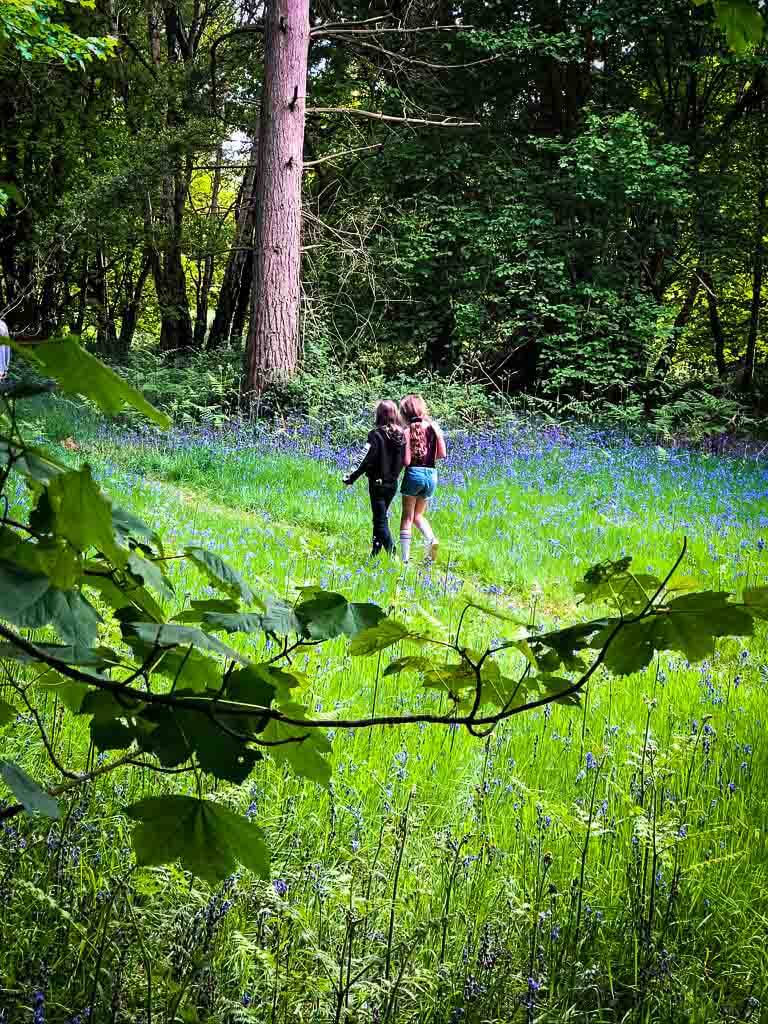 two young girls walking through a forest with lilac bluebells seen in the grass