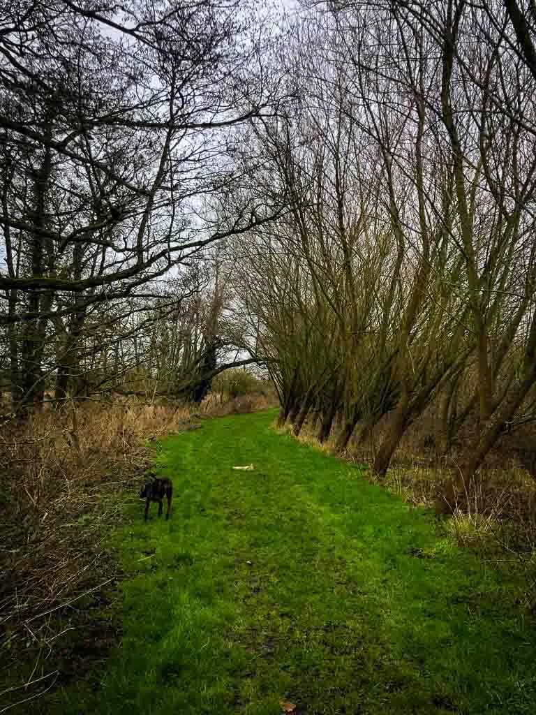 grass path with dog walking along bordered by trees