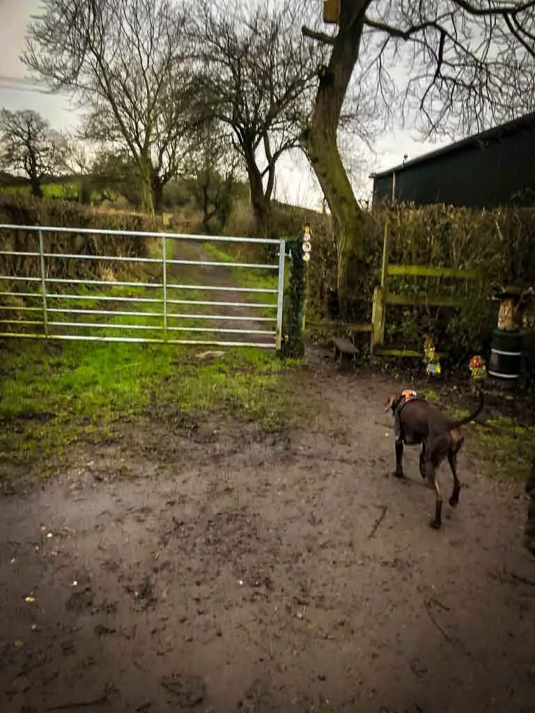 metal gate with wooden stile to the side and a brown dog in front