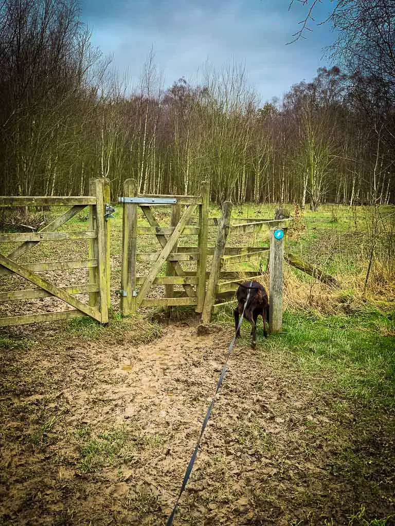 brown dog infront of a wooden kissing gate