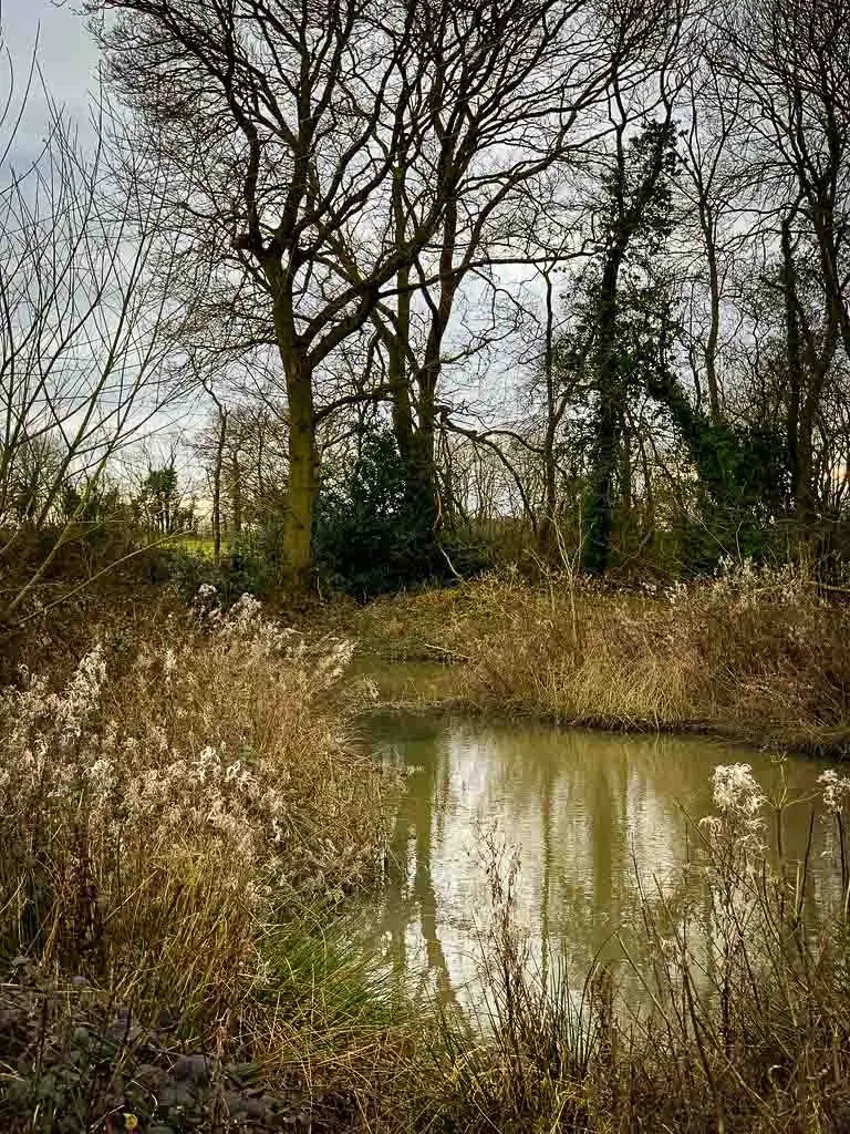 pretty pond seen through reeds