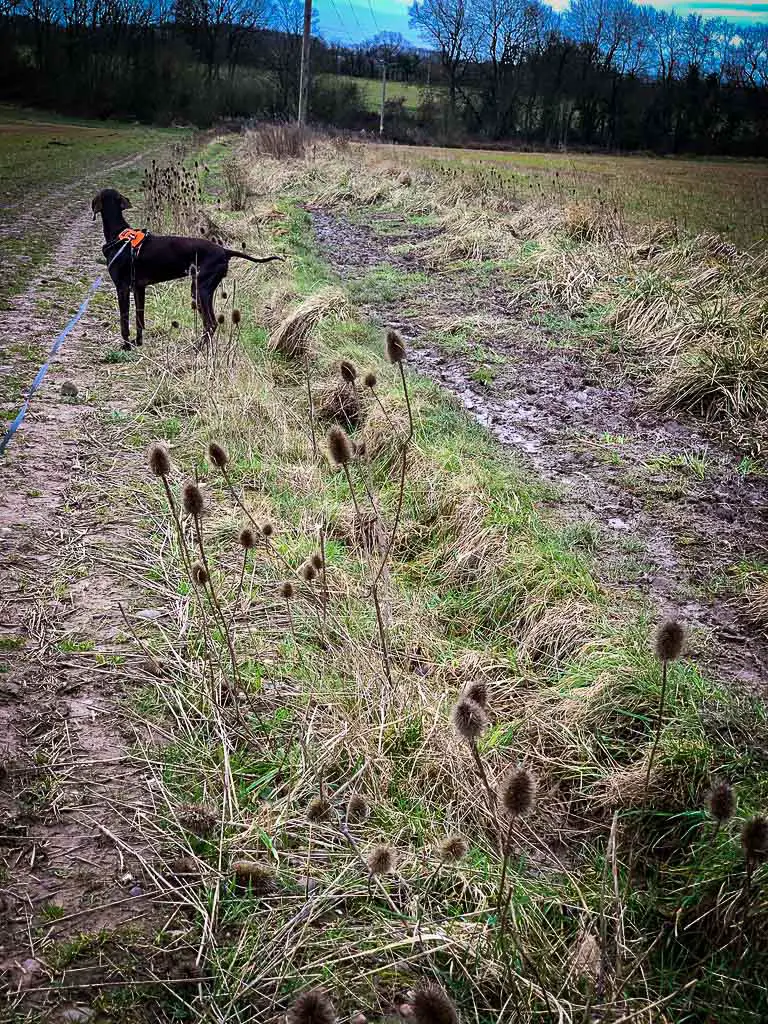 dog behind a row of reeds