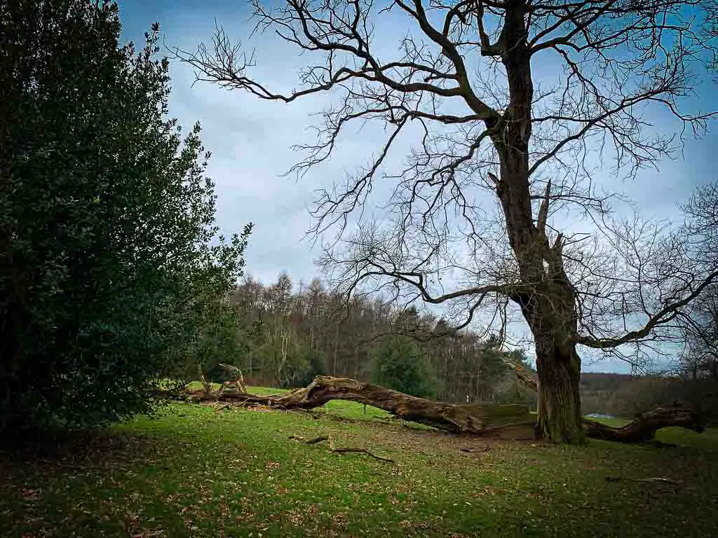 fallen tree next to a huge tree in green countryside