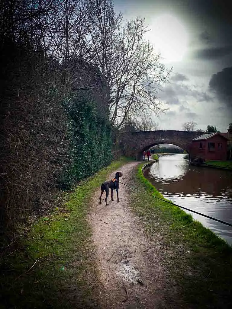 dog on a canal path with a bridge in the distance
