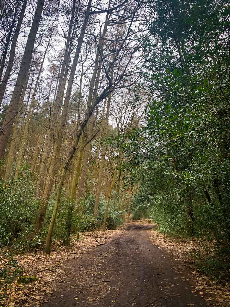 wooded path in sutton park
