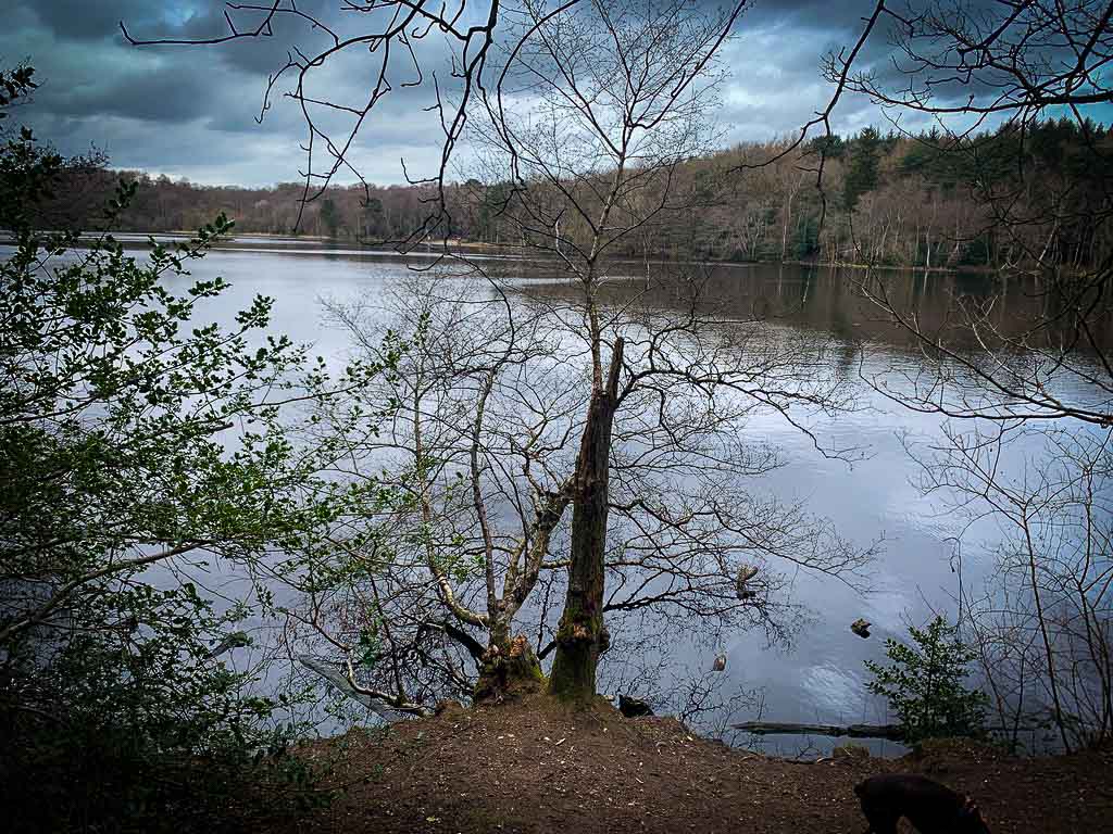 bracebridge lake seen through the trees