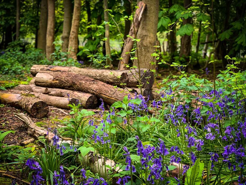 bright blue bluebells at the Trentham Estate infront of some chopped down logs