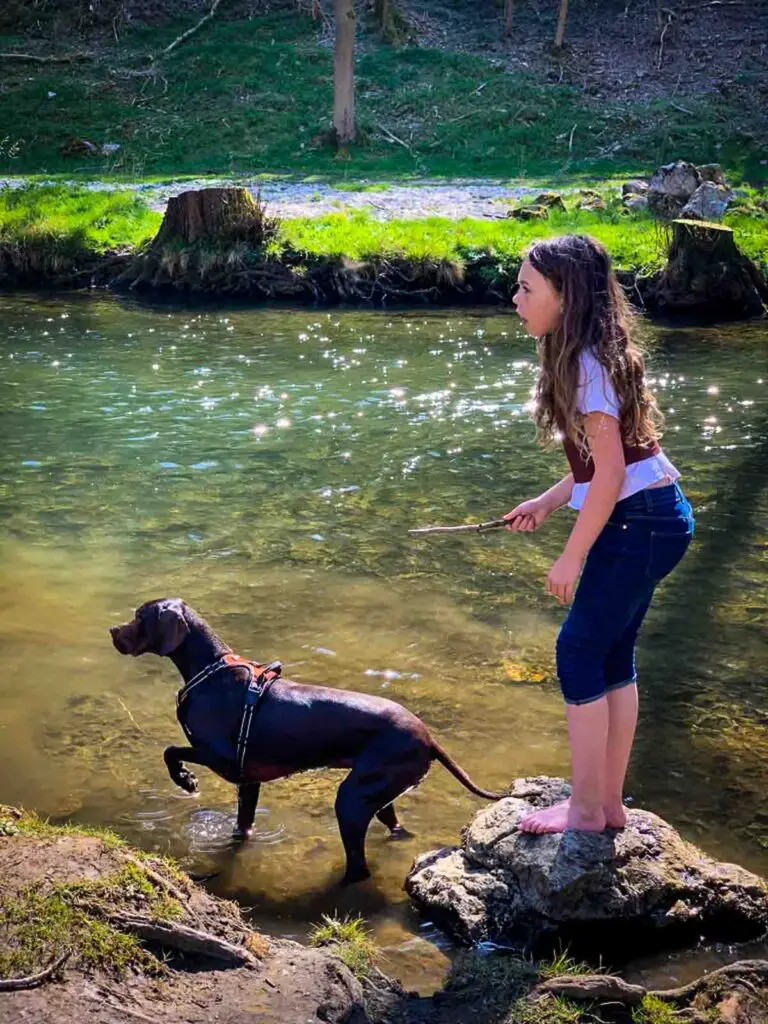ten year old girl throwing stick for dog in river