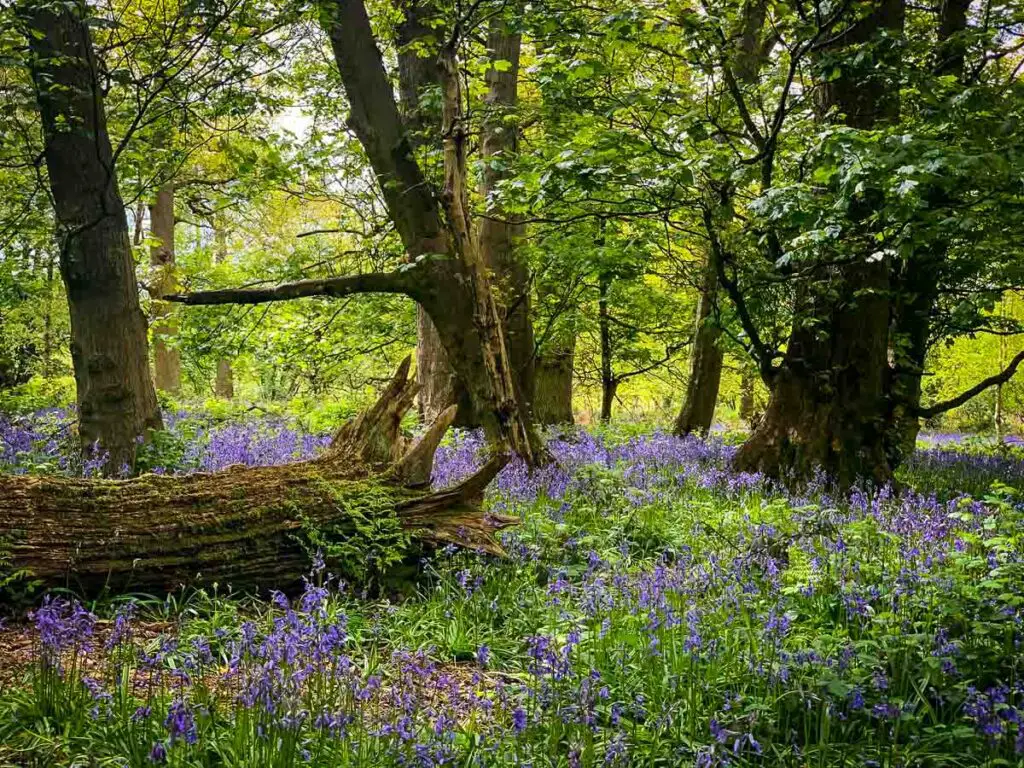 beautiful lilac bluebell flowers covering the forest floor