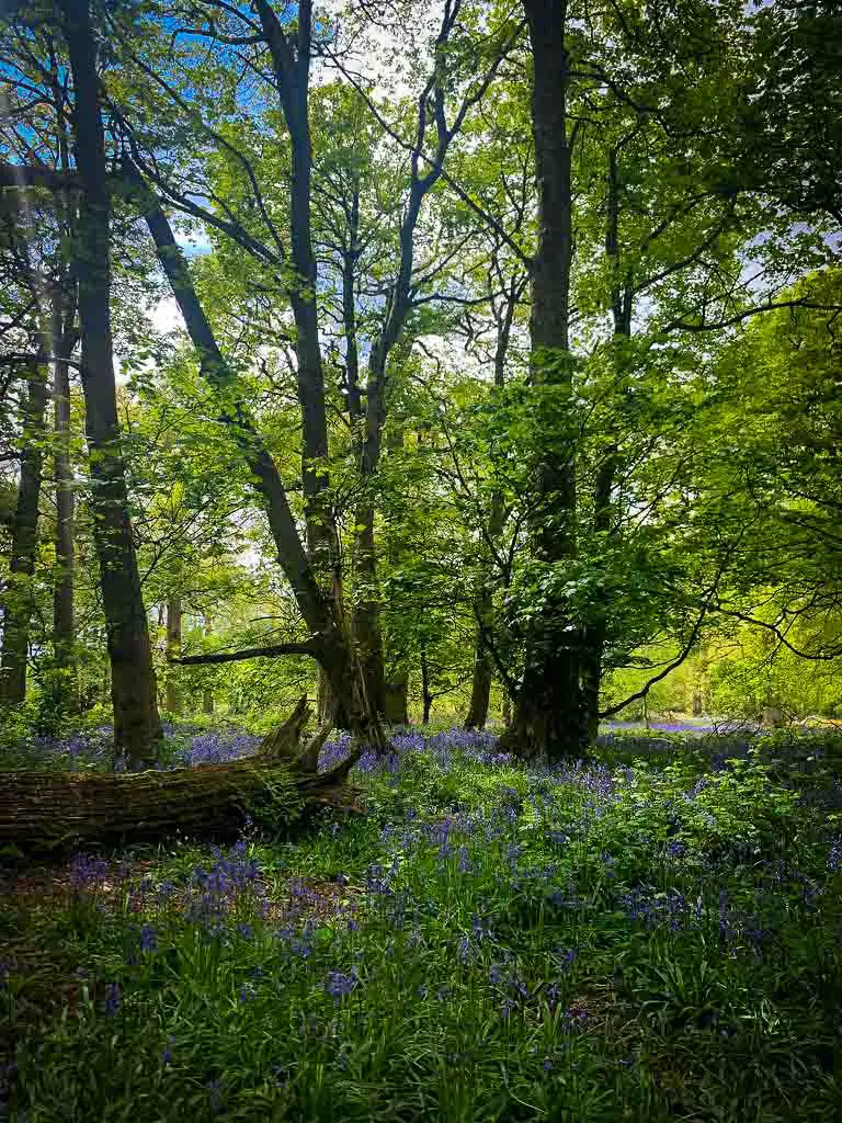 forest carpeted with bluebells