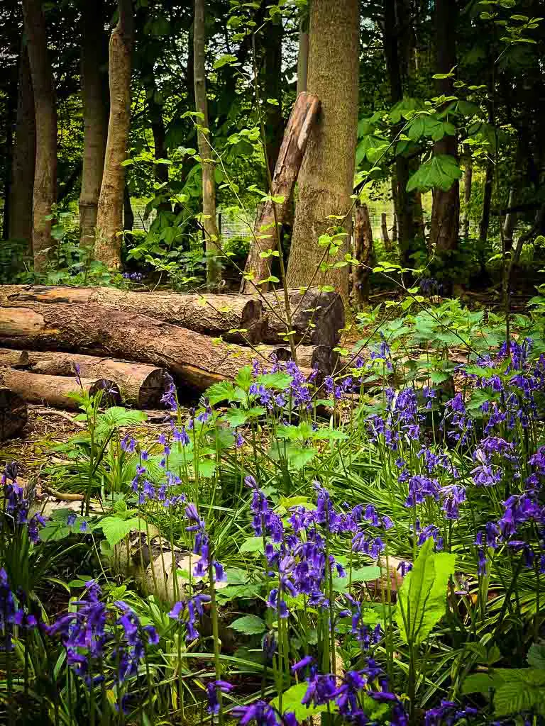 bluebells infront on a pile of logs