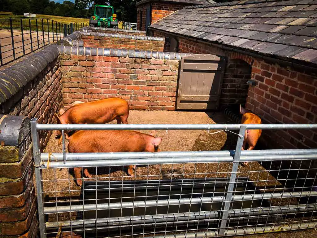 3 tamworth pigs in a pen