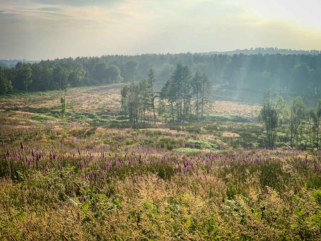 views of staffordshire countryside from walk at Castle ring cannock chase