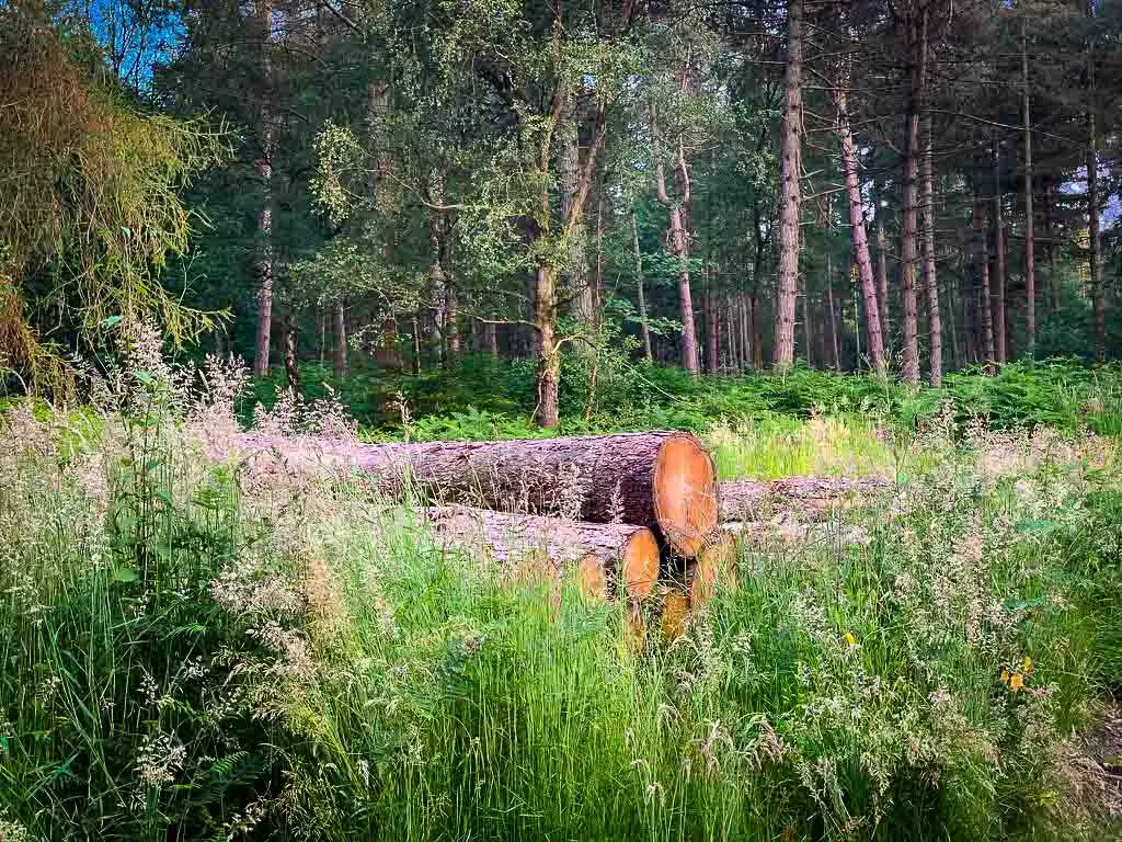 log pile in the forest surrounded by long grass