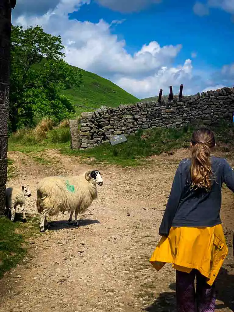 girl walking past sheep on a hike in the peak district