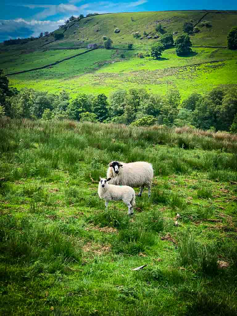 two sheep looking at camera in a green field in the peak district