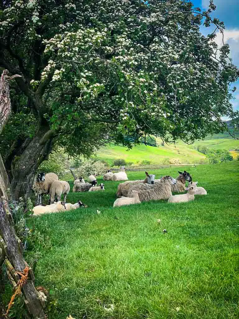 sheep lying down in a field under a tree