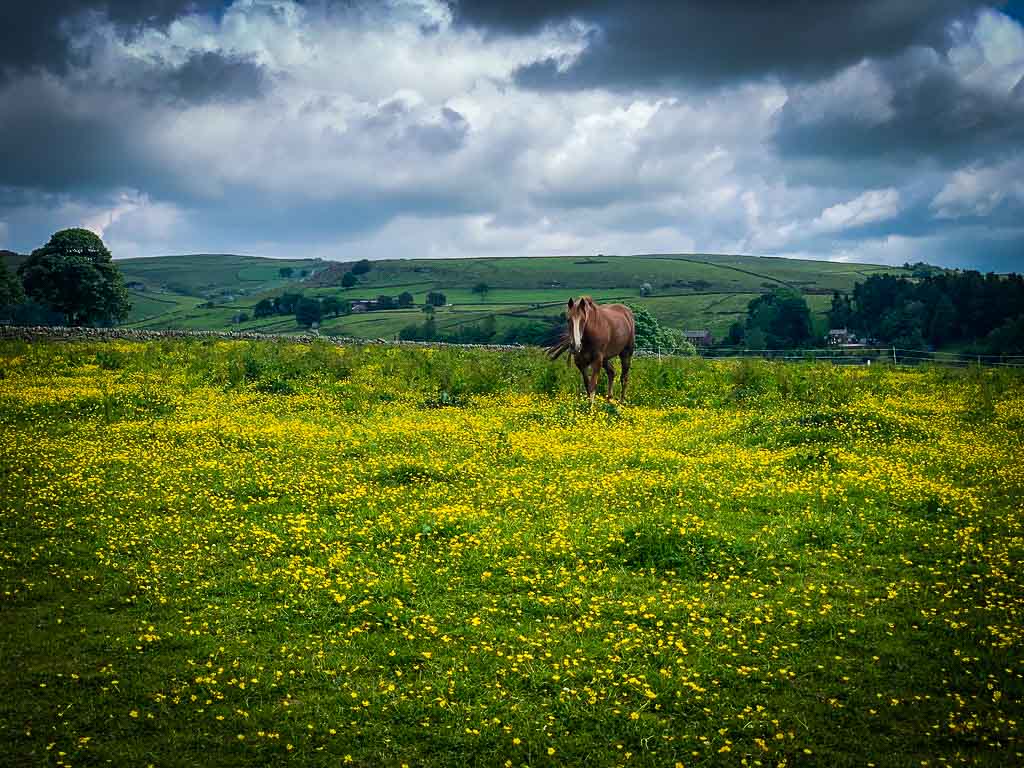 green field with yellow followers under a cloudy sky with a horse grazing