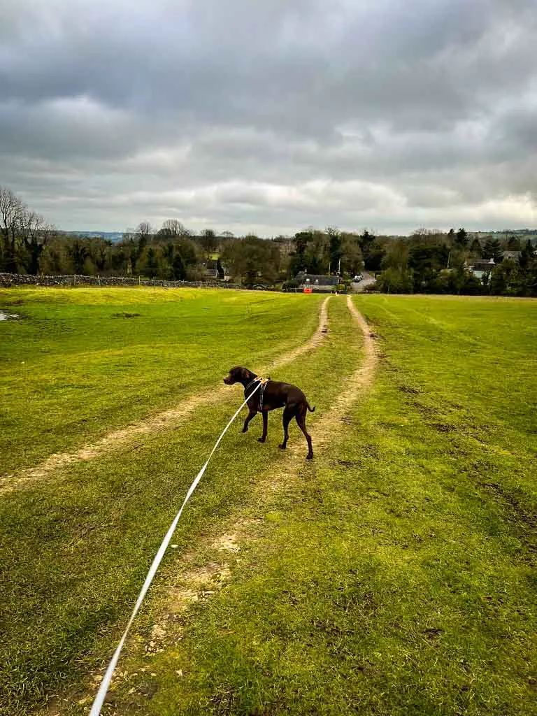 dog walking along a well marked path down a hill