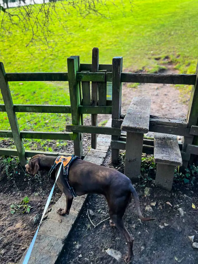 dog in front of a wooden stile in the peak district