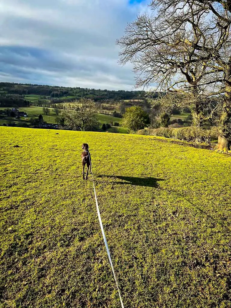 dog walking on a green field in the Peak District
