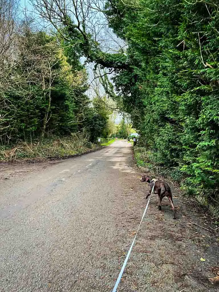 dog walking down a road on a lead