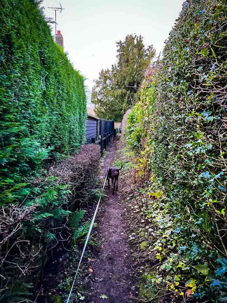 narrow trail between two hedges
