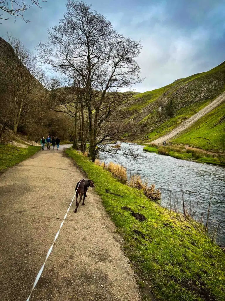 dog walking along a path next to a river near Dovedale