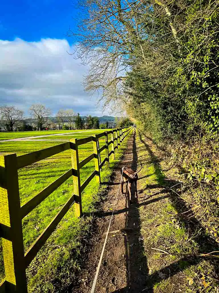 wooden fence to the left of photo with bright sunlight lighting up a green field. There is a dog walking down the path